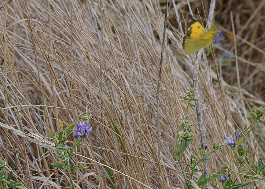 Clouded Yellow
Click for the next photo