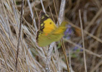 Clouded Yellow
Click on image to enlarge