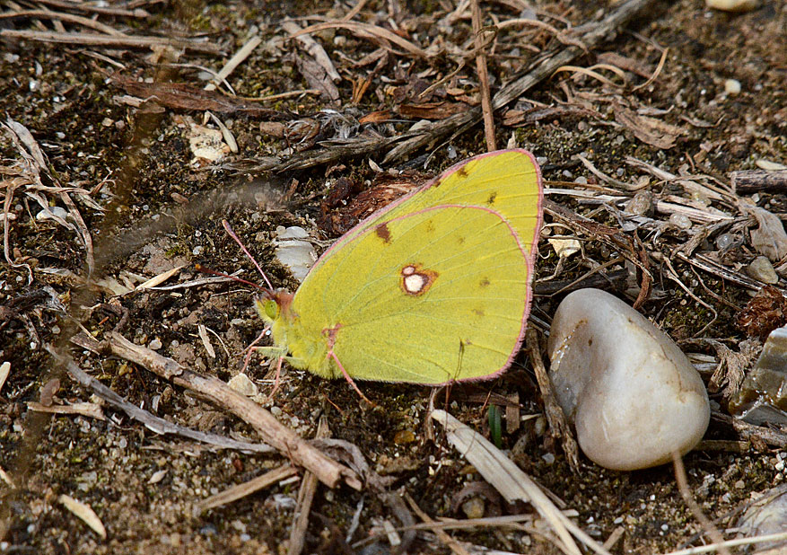 Clouded Yellow
Click for the next photo