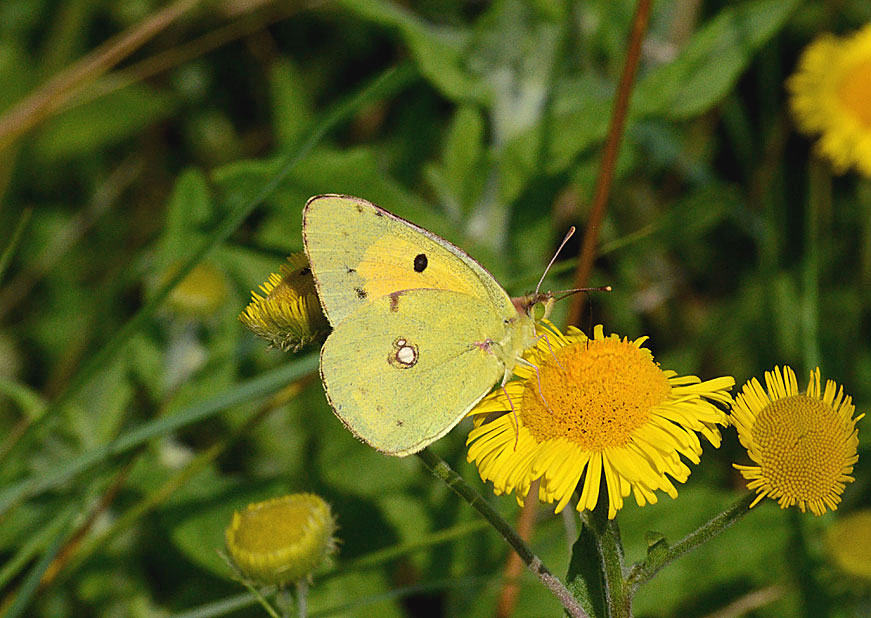 Clouded Yellow
Click for the next species