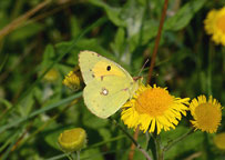 Clouded Yellow
Click on image to enlarge