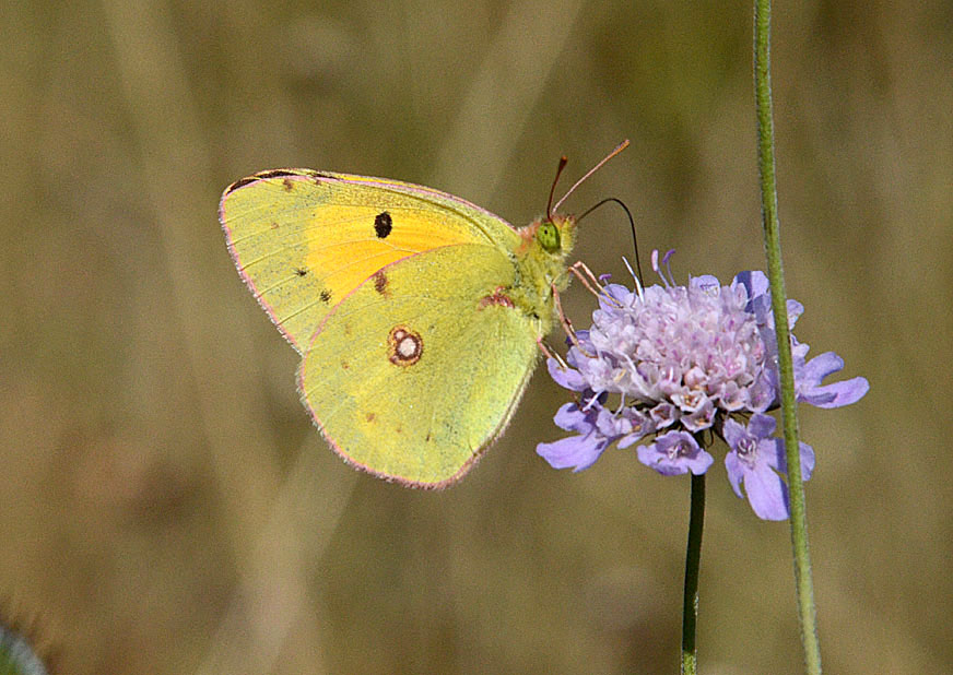 Clouded Yellow
Click for the next species