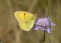 Clouded Yellow
Click on image to enlarge