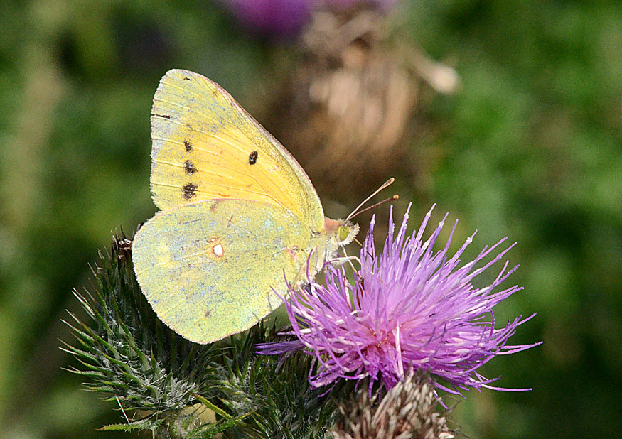 Clouded Yellow
Click for the next species