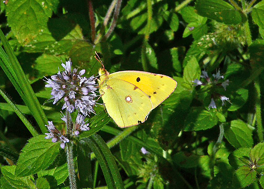Clouded Yellow
Click for the next species