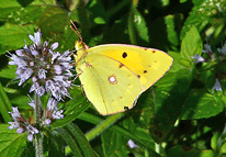 Clouded Yellow
Click on image to enlarge