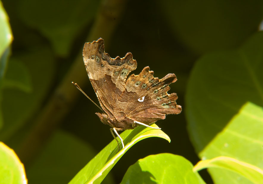 Comma
Click for the next photo