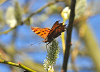 Small image of a Comma
Click to enlarge