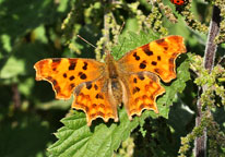 Small image of a Comma
Click to enlarge