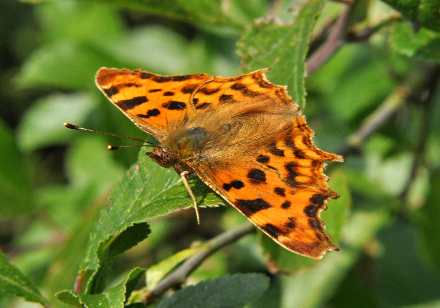 Comma
Click for the next photo