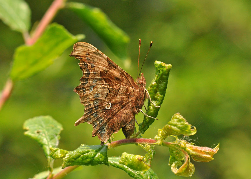 Comma
Click for the next photo