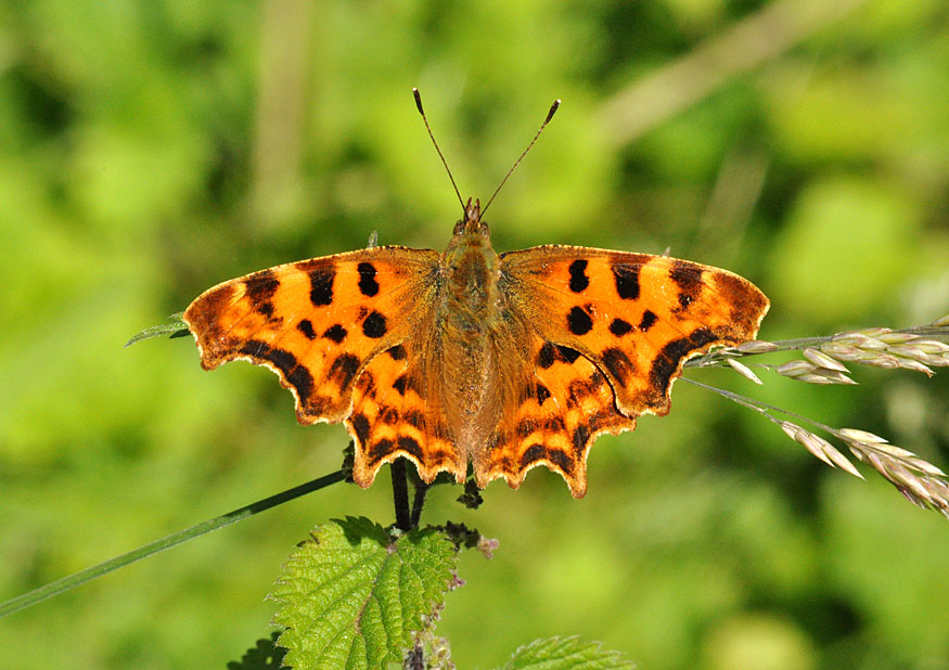 Comma
Click for the next photo