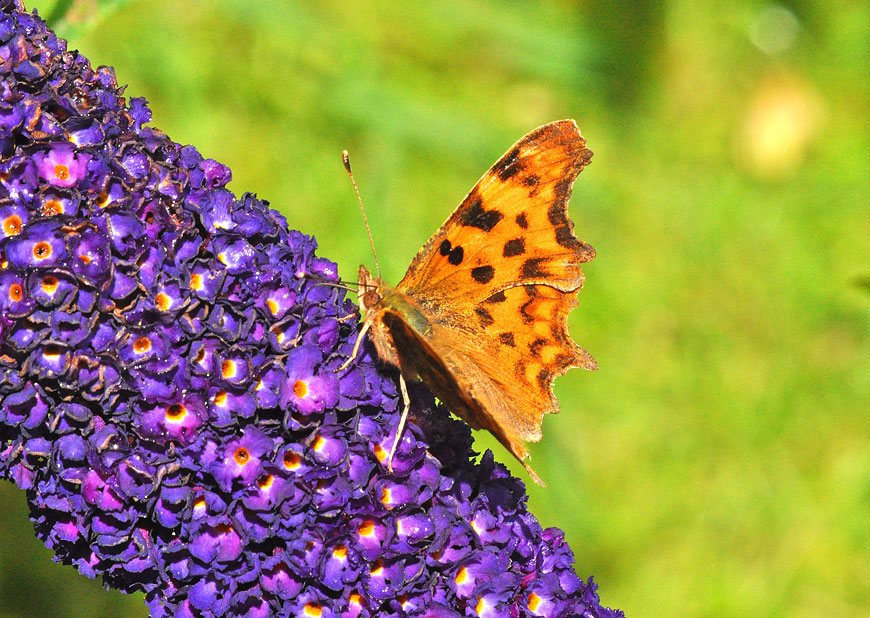 Comma
Click for the next photo