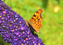 Comma
Click on the image to enlarge