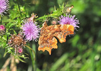 Comma
Click on the image to enlarge