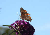 Comma
Click on the image to enlarge