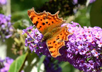 Comma
Click on the image to enlarge