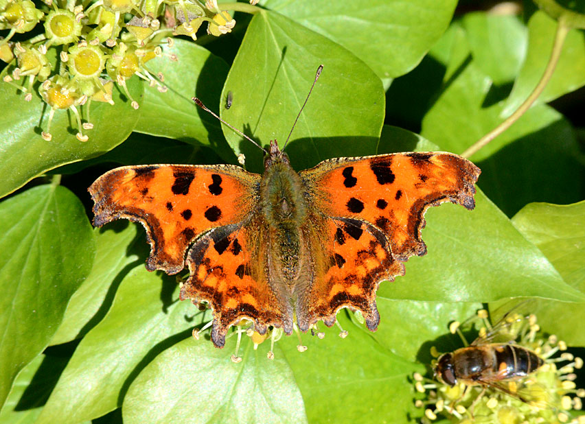 Comma
Click for the next species