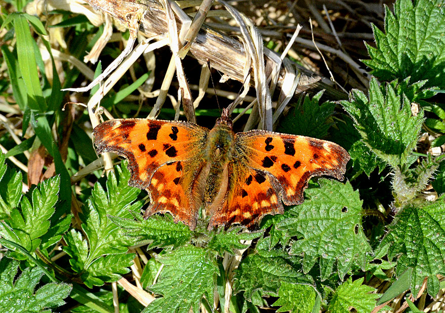 Comma
Click for next photo