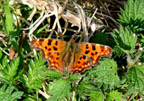 Small image of a Comma
Click to enlarge