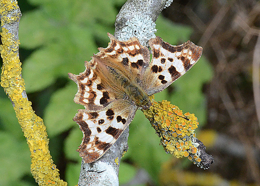 Comma
Click for next photo