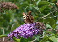 Comma 
Click on image to enlarge