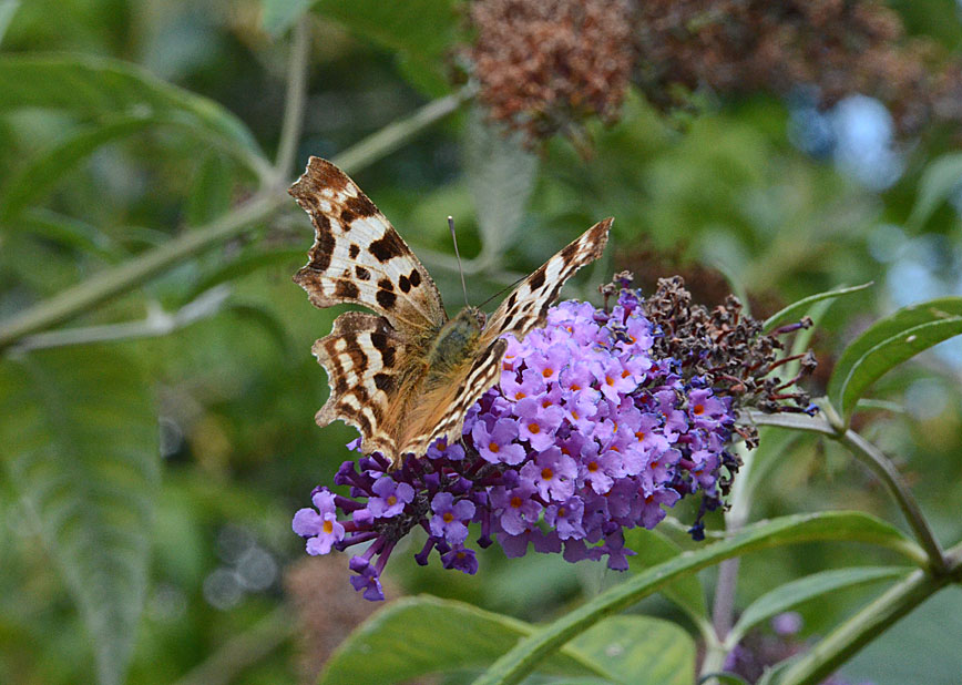 Comma
Click for next photo