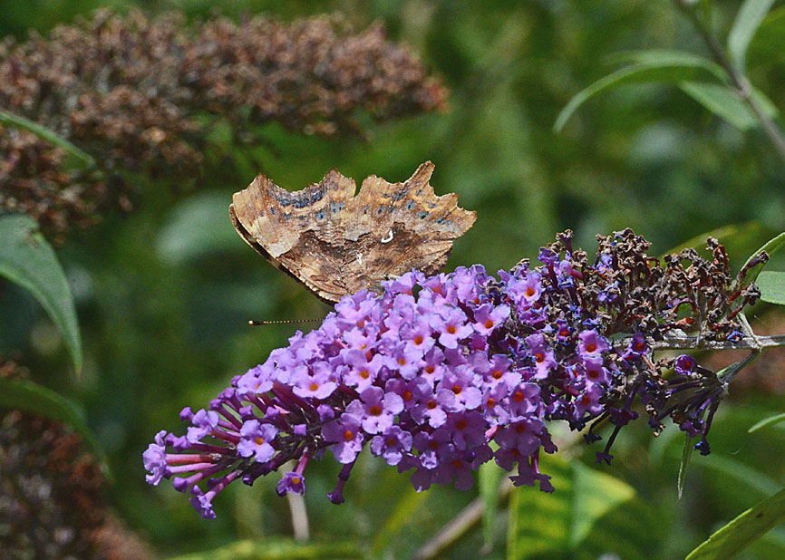 Comma
Click for next photo