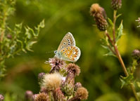 Common Blue
Click on image to enlarge