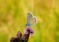 Small image of a Common Blue
Click to enlarge