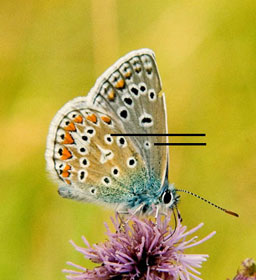 Common Blue
There is no link from this image