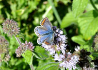Common Blue
Click on the image to enlarge