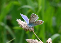 Small image of a Common Blue
Click to enlarge