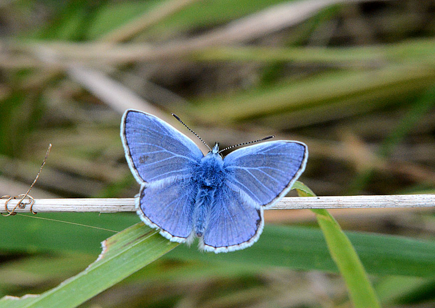 Common Blue
Click for the next photo