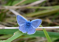 Small photograph of a Common Blue
Click on the image to enlarge