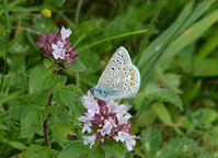 Small photograph of a Common Blue
Click to enlarge