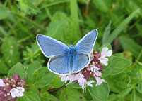 Small photograph of a Common Blue
Click to enlarge
