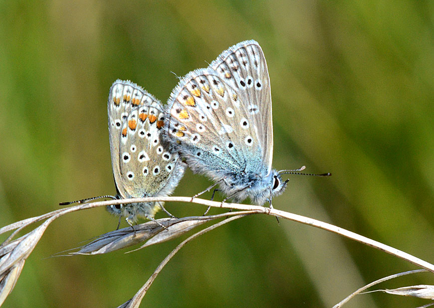 Common Blue
Click for the next species