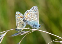 Common Blue
Click on the image to enlarge