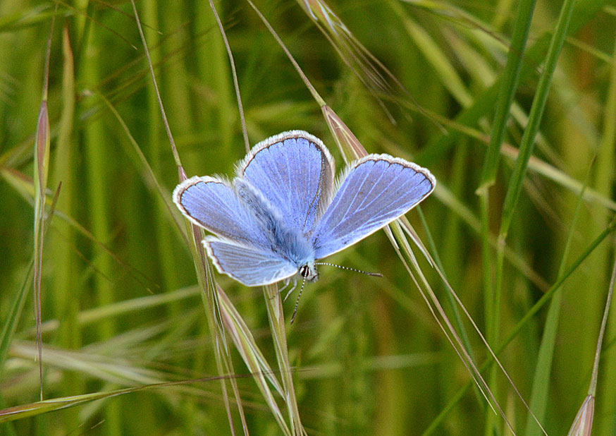 Common Blue
Click for next photo