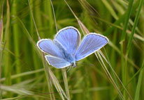 Common Blue
Click on the image to enlarge