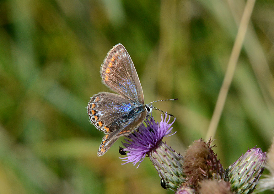 Common Blue
Click for next photo