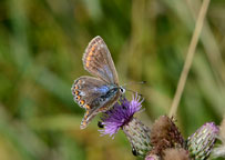 Common Blue
Click on image to enlarge
