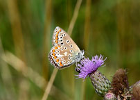 Common Blue
Click on image to enlarge