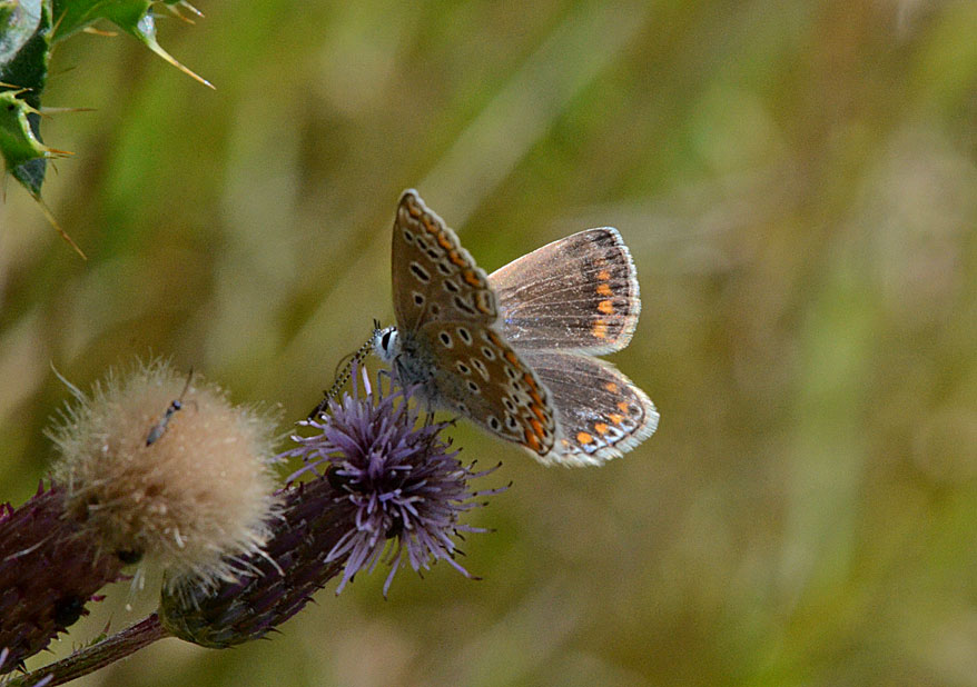 Common Blue
Click for next photo