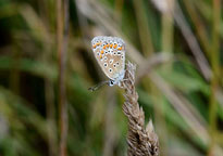 Common Blue
Click on image to enlarge