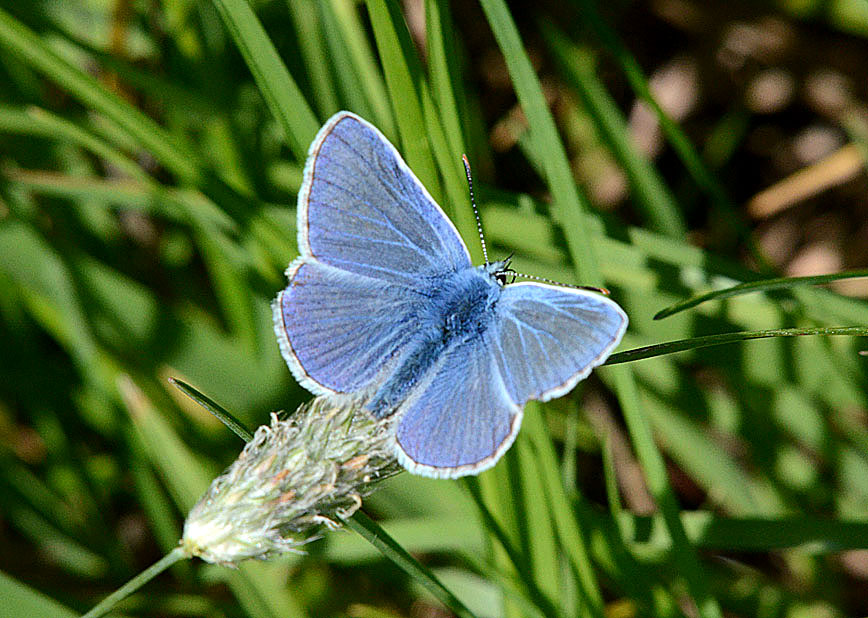 Common Blue
Click for next photo