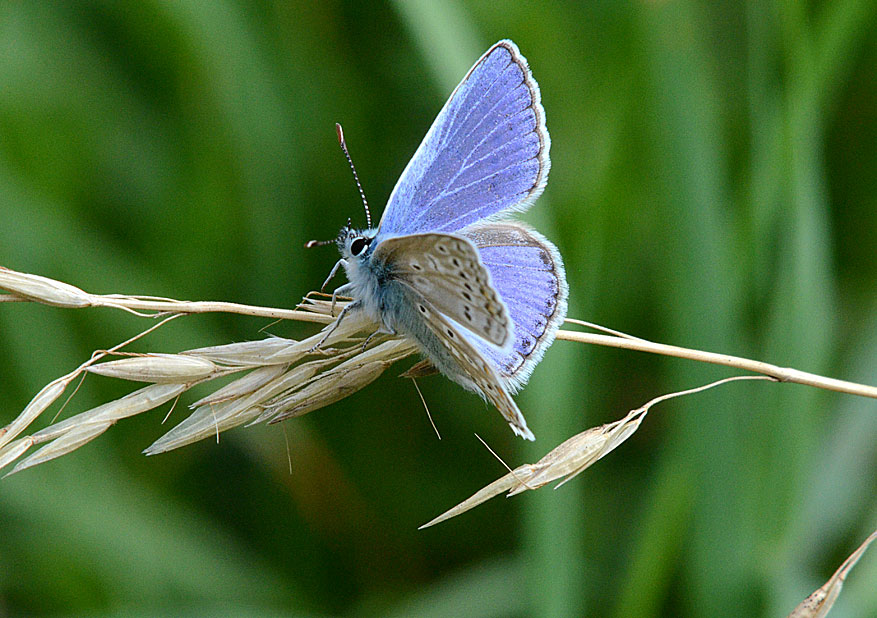 Common Blue
Click for next photo