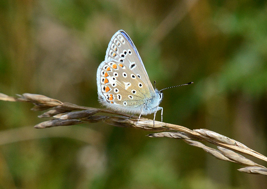 Common Blue
Click for next photo