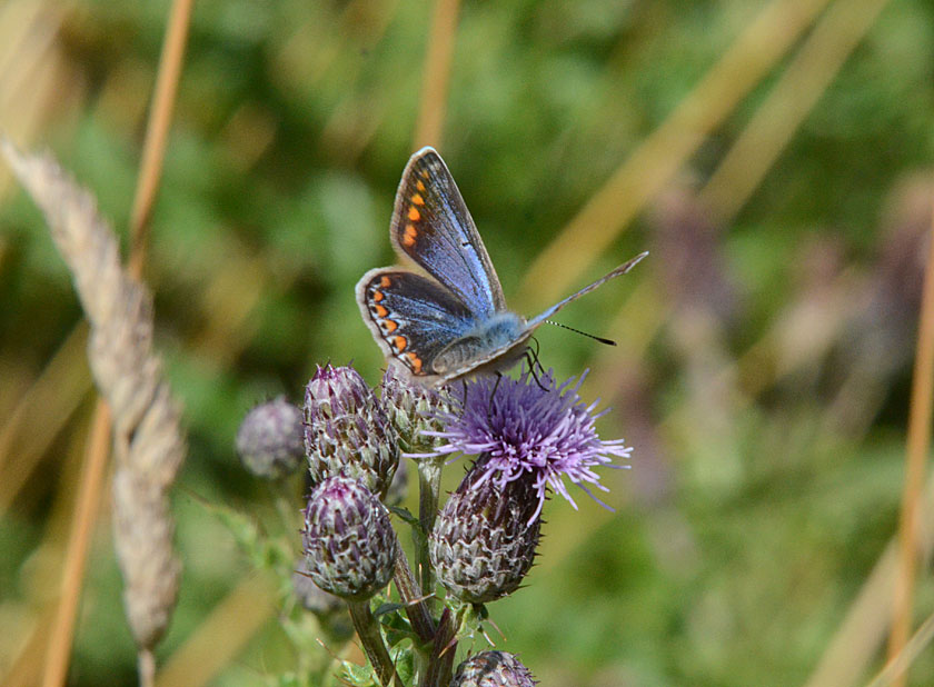 Common Blue
Click for next photo